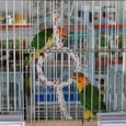jouet pour oiseaux perruche anneau de balançoire perroquet perchoir en corde de coton parrot jouets à mâcher pour conure calopsitt-1