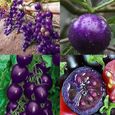 20pcs graines de tomate fruit sacré violet-1