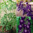20pcs graines de tomate fruit sacré violet-2