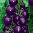 20pcs graines de tomate fruit sacré violet-3
