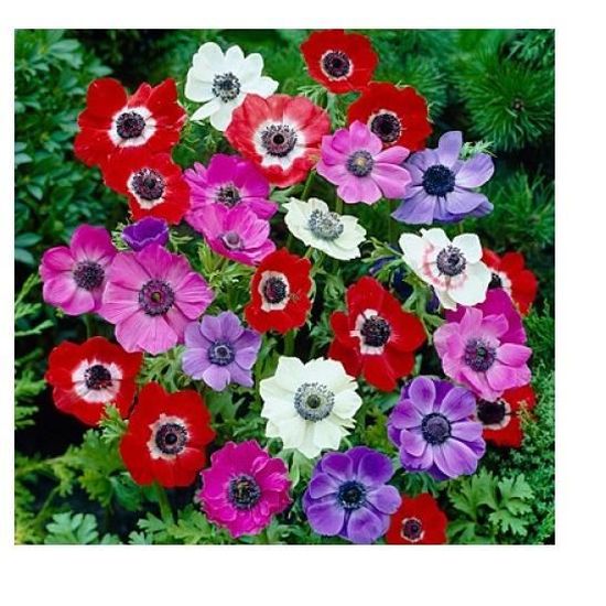 10 bulbes de fleurs anemones de caen coloris en mélange violet rose bleu  rouge blanc fleurs - Cdiscount Jardin
