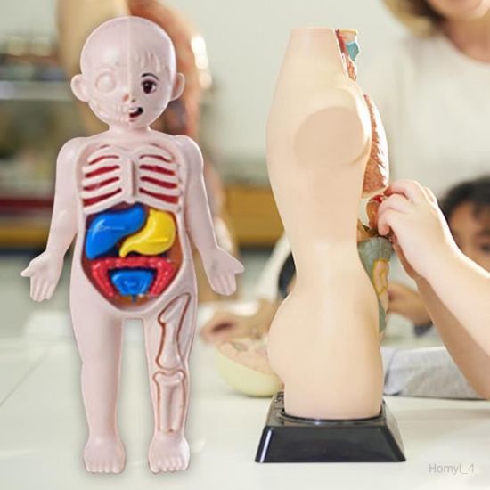 Modèle de corps humain de jouet pour enfants modèle d'assemblage anatomique  d'organe humain 3D flow099 - Cdiscount Jeux - Jouets