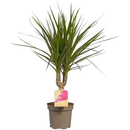 Dracaena Marginata Arbre De Dragon Plante Verte Plante D Interieur Hauteur 45 Cm Pot 11 Cm Entretien Facile Cdiscount Maison