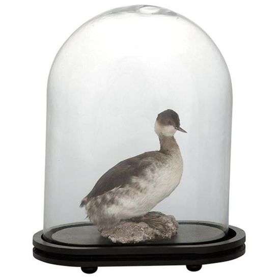 Casa Padrino Cloche De Verre Et De Bois De Pin Canard Oiseau 33 X X 41 Cm H Decoration De Luxe Achat Vente Cloche Decorative Cdiscount