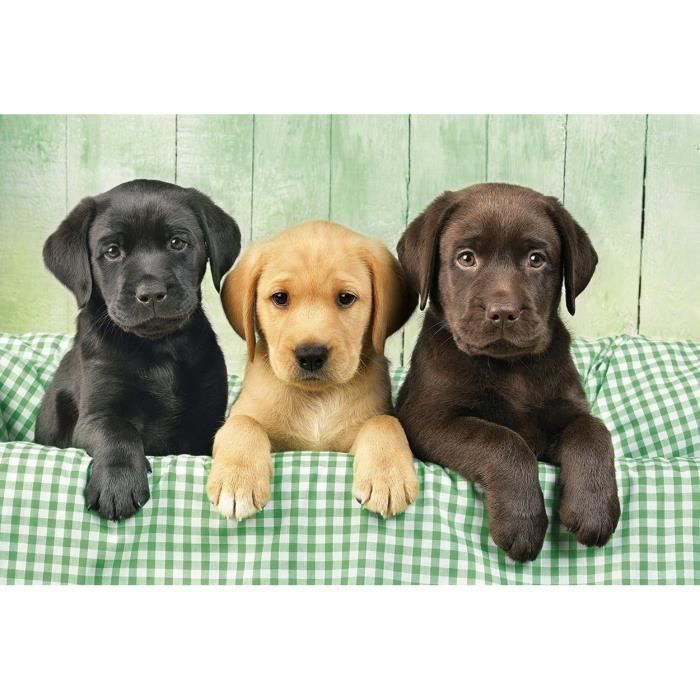 Puzzle 1000 chiens : Trio de labradors - CLEMENTONI - Three labs - Puzzle 1000 pièces - Animaux - Multicolore