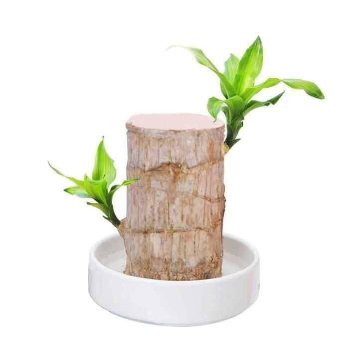Plante poussée en pot hydroponique d 'intérieur Badan Brésil Chanceux Décoration de bureau de bureau intérieur 5-6cm