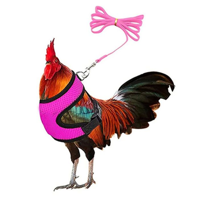 Meilleurs prix pour Harnais pour poule - Non spécifié - Taille M - Couleur rose - 18 m - Confortable et lavable