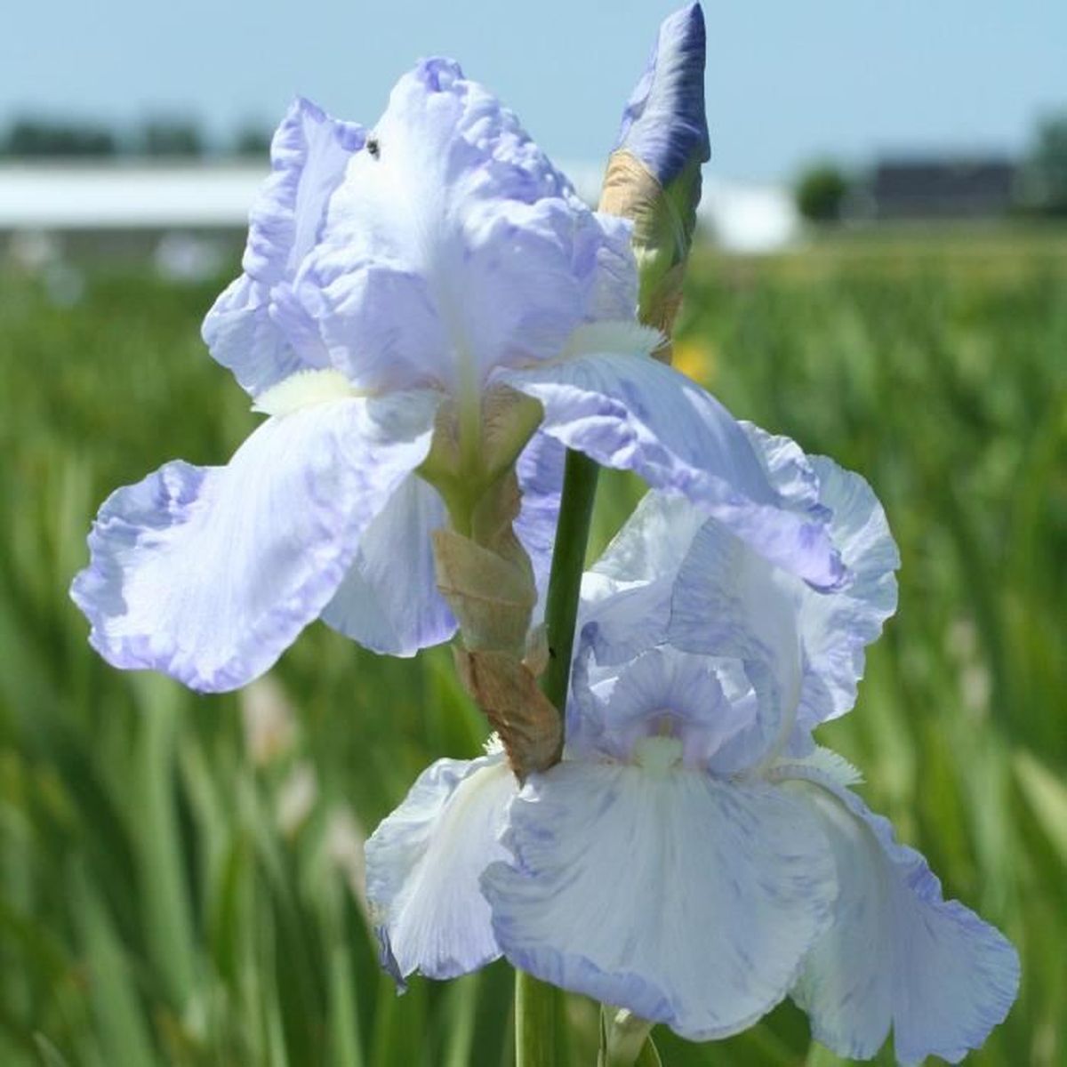 1 bulbes Iris germanica Bleu 