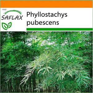 GRAINE - SEMENCE Jardin dans le sac Bambou Moso 20 graines Phyllostachys pubescens [400]
