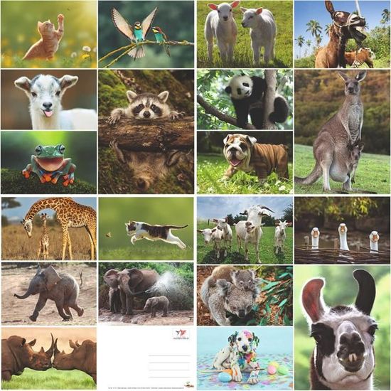 Lot De 3 Cartes Postales Moutons Rigolos - Édition Colibri - Vernis UV Brillant, Dos Blanc - Cadeau Ferme Collection