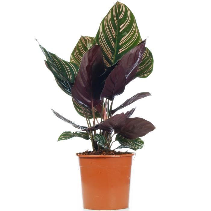 Plante d'ombre à motif de feuilles inhabituel - calathea ornata - pot