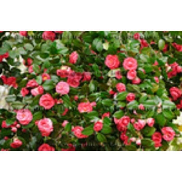 CAMÉLIA ROUGE - CAMELLIA JAPONICA KRAMER'S SUPREME – floraison abondante -  feuillage persistant - Cdiscount Jardin