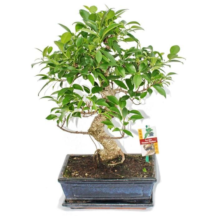 Figuier Chinois Bonsai Ficus Retusa Env 10 Ans Achat Vente Plante Poussee Figuier Chinois Bonsai Cdiscount