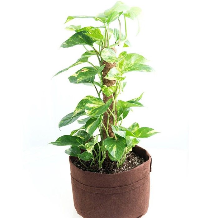 Root Pouch 10 - 36L - Pot géotextile avec anses Marron - Ligne Boxer ...