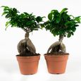 Bonsaïs de Botanicly – 2 × Bonsaï – Hauteur: 40 cm – Ficus Gin Seng plante naturelle-0