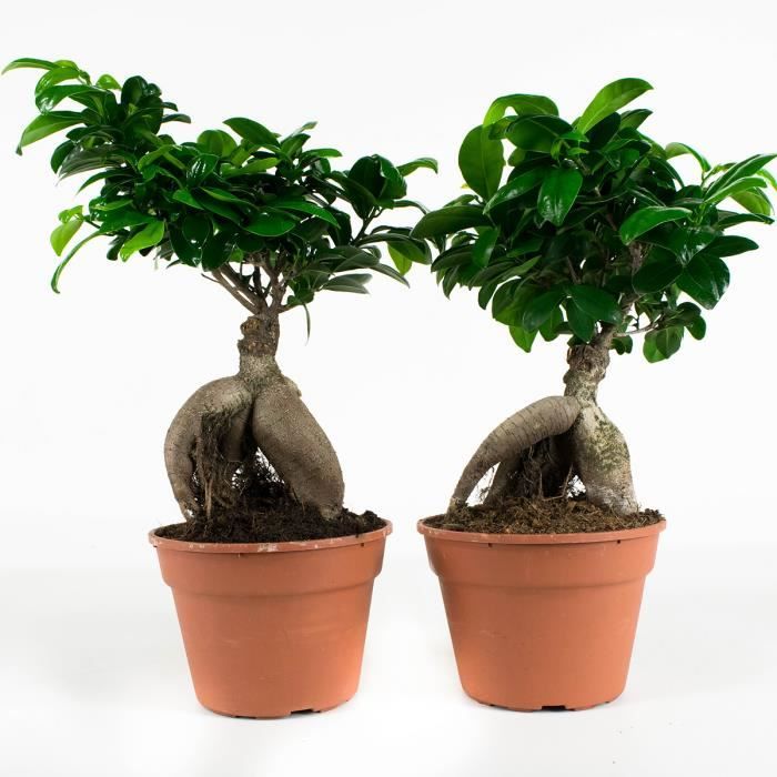 Bonsaïs de Botanicly – 2 × Bonsaï – Hauteur: 40 cm – Ficus Gin Seng plante naturelle
