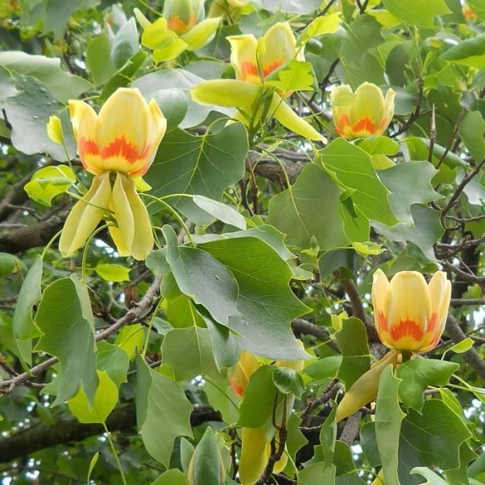 Liriodendron tulipifera Tulipier de Virginie Arbre aux