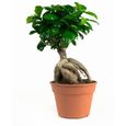 Bonsaïs de Botanicly – 2 × Bonsaï – Hauteur: 40 cm – Ficus Gin Seng plante naturelle-1