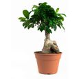 Bonsaïs de Botanicly – 2 × Bonsaï – Hauteur: 40 cm – Ficus Gin Seng plante naturelle-2
