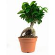 Bonsaïs de Botanicly – 2 × Bonsaï – Hauteur: 40 cm – Ficus Gin Seng plante naturelle-3