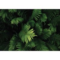 Papier Peint Intissé Panoramique Feuille 3D 312x219 cm Tropical Jungle Photo Non Tissé Muraux Trompe l'oeil