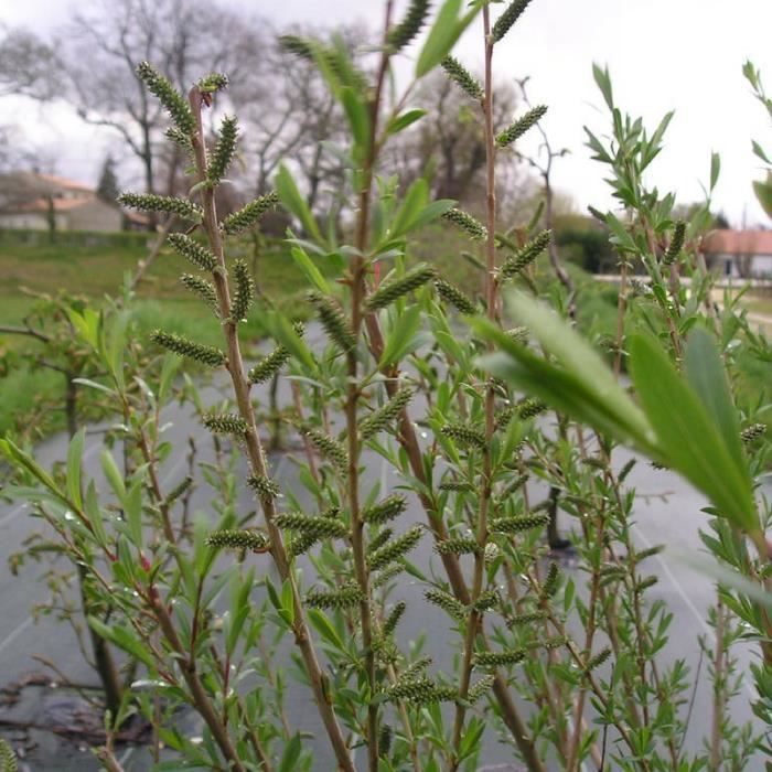 Promenade Au Jardin De Lili Dans Le Poitou Novembre 2015