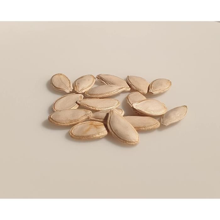 15 Graines Bio De Courgette Ronde De Nice - Cucurbita Pepo - Certifié AB - Le Grenier D'Abondance