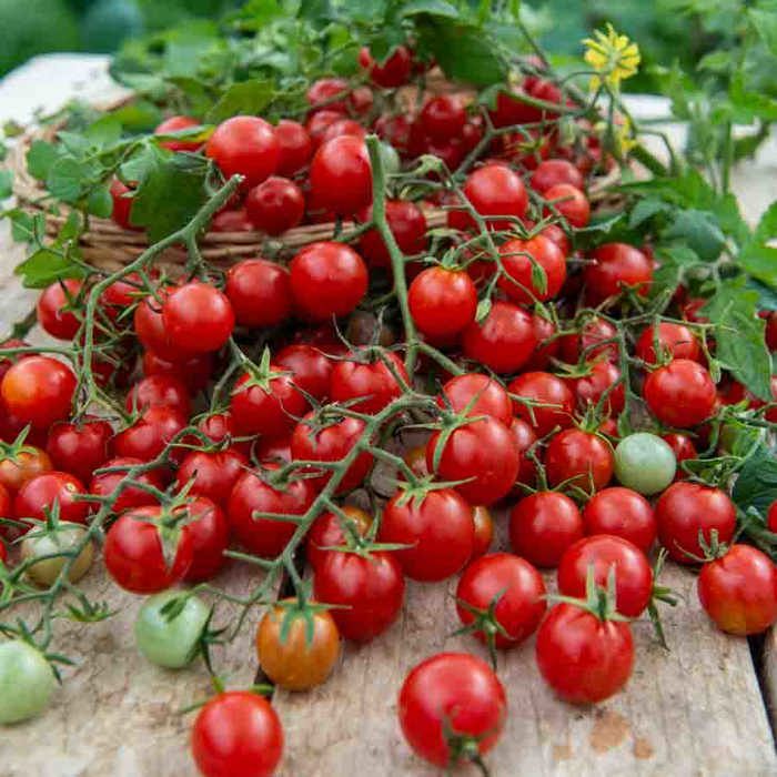 Meilleurs prix pour VILMORIN Tomate cerise Sachet de graines