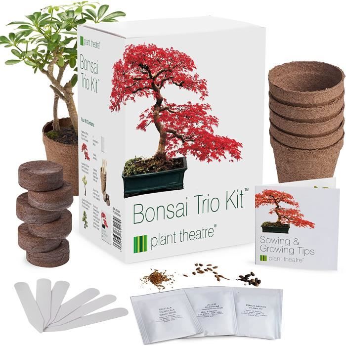 Bonsai Tree Kit Ensemble de démarrage de 3 arbres comprenant des