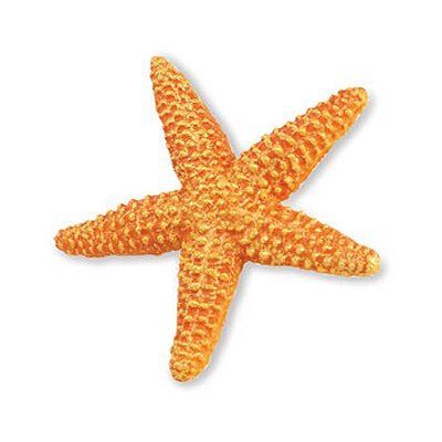 Etoile De Mer Orange