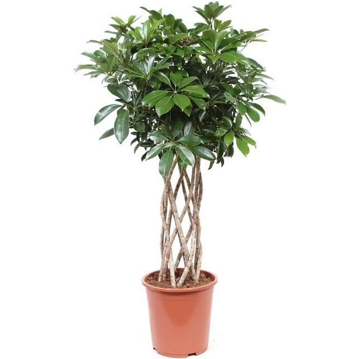 Schefflera Arboricola compacta | plante d'intérieur| hauteur 100 cm | Pot 27 cm | Entretien facile