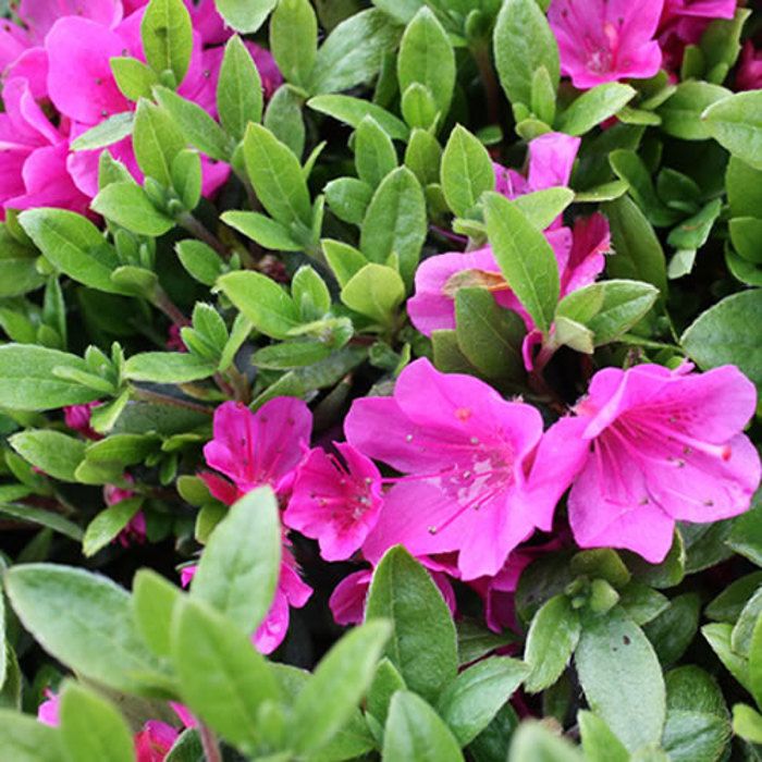 Azalée 'Geisha Rose' - Plantes Vivaces AZALEE DU JAPON pour Jardin ...