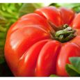 30 Graines de Tomate Marmande - légume ancien jardin potager - méthode BIO-0