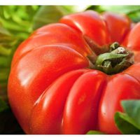 30 Graines de Tomate Marmande - légume ancien jardin potager - méthode BIO
