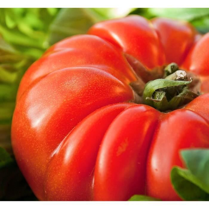 30 Graines de Tomate Marmande - légume ancien jardin potager - méthode BIO