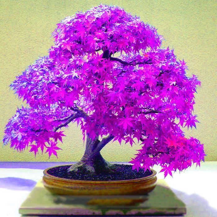 20 belles graines d’érable violet, décoration de plantes bonsaï de jardin 1