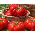 30 Graines de Tomate Marmande - légume ancien jardin potager - méthode BIO-1
