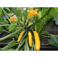 25 Graines de Courgette Goldena - légumes jardins potager- semences paysannes-1