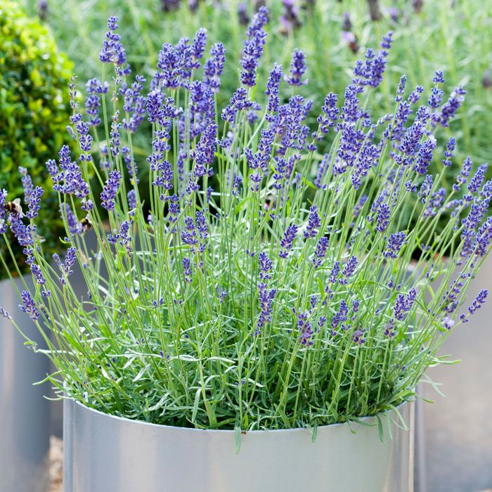 Lavandula angustifolia Plant de Lavande Anglaise Arbuste à feuilles persistantes (1 Plante)