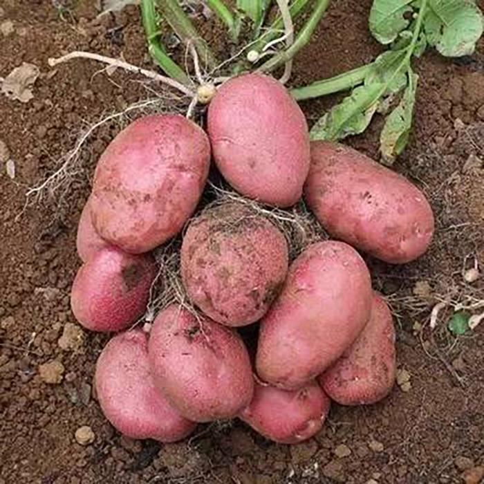 Graines Pomme De Terre Rouge 20pcs Pomme De Terre Bernadette Bleue Rouge Graines Et Potager Plants De Legumes Plantes Vivaces Res Achat Vente Graines Graines Pomme De Terre Rou Cdiscount