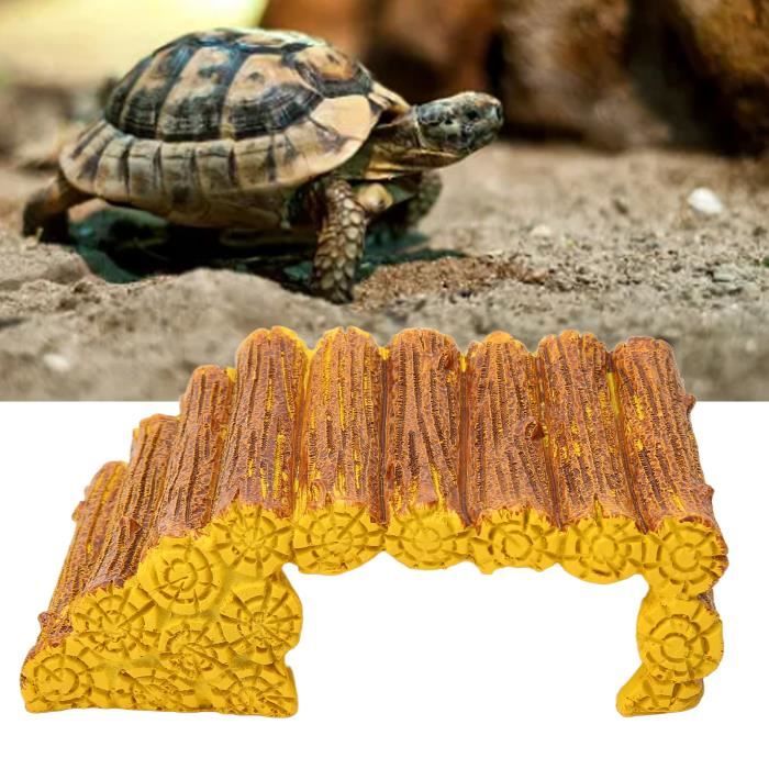 Tortue mouchetée - Éco-Odyssée