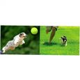 Balles de tennis de chien Puppy Thrower Chucker Jouet balle Sport Jouer pour les leçons pratiques Machines Lancer-1