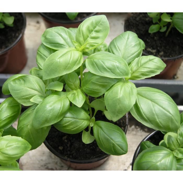 100 Graines De Basilic Mammouth - Le Grenier D'Abondance - Aromatique à Grosses Feuilles
