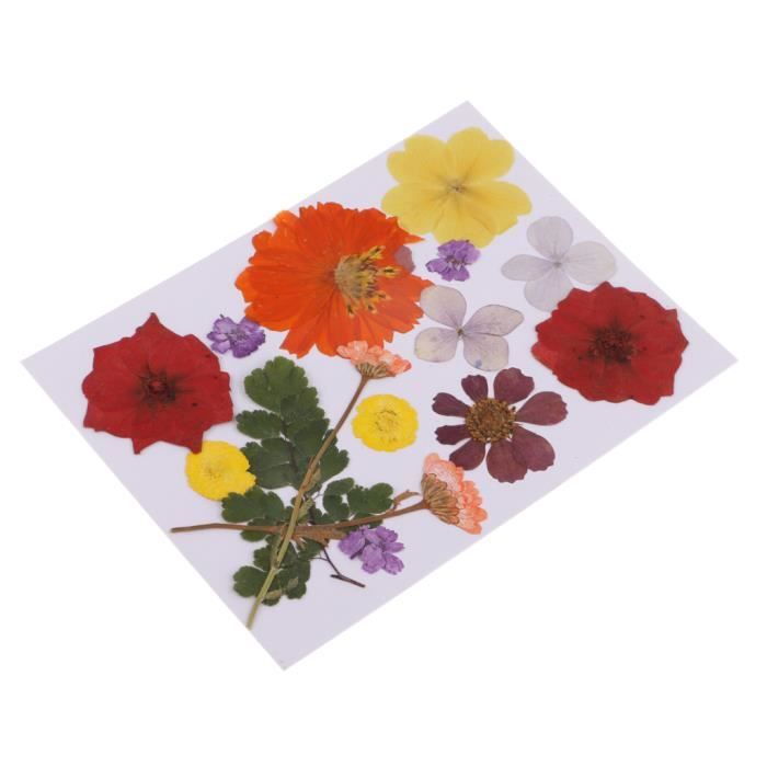 Lot De 69 Fleurs Pressées Séchées Naturelles Multicolores - Pour Résine époxy, Scrapbooking, Bougies, Nail Art, Décoration Créative - 7