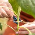 BeGreat Clips Multicolores Plantes Taille M - 50 Attaches, Aide Escalade, Jardinage, Potager - Tuteur Spirale, Piquet Bambou-1