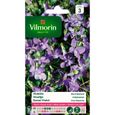 Graine de Violette des 4 saisons odorante - VILMORIN - Plante fleurie - Massif - Fleurit chaque année-0