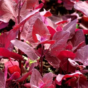 GRAINE - SEMENCE 100 Graines d'Arroche Rouge - légume ancien - jardin potager méthode BIO