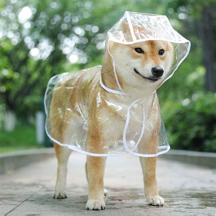 Imperméable pour Chiens et Chats avec Capuche réglable PVC transparent imperméable ultra-léger pour les petits Chiens（M）