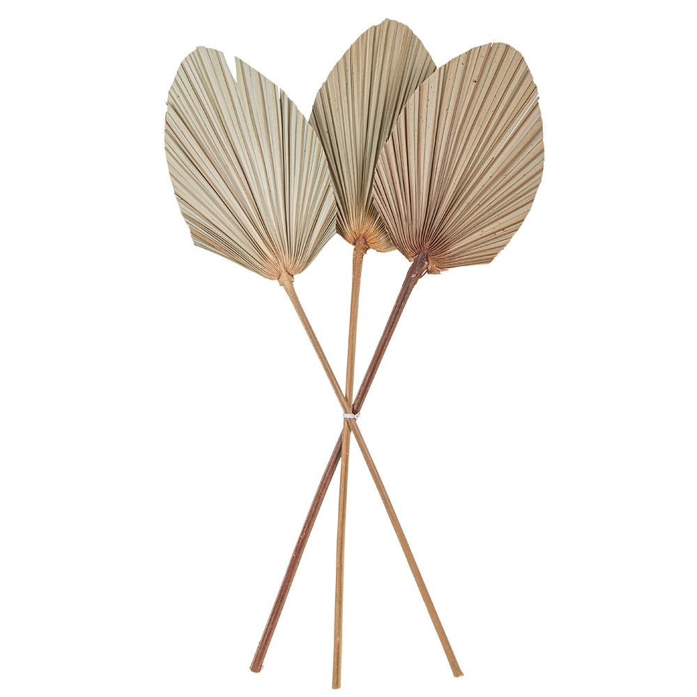 Feuilles De Palmier Séchées DongArts - 7 Pièces Déco Murale Bohème Pour Mariage Et Événements