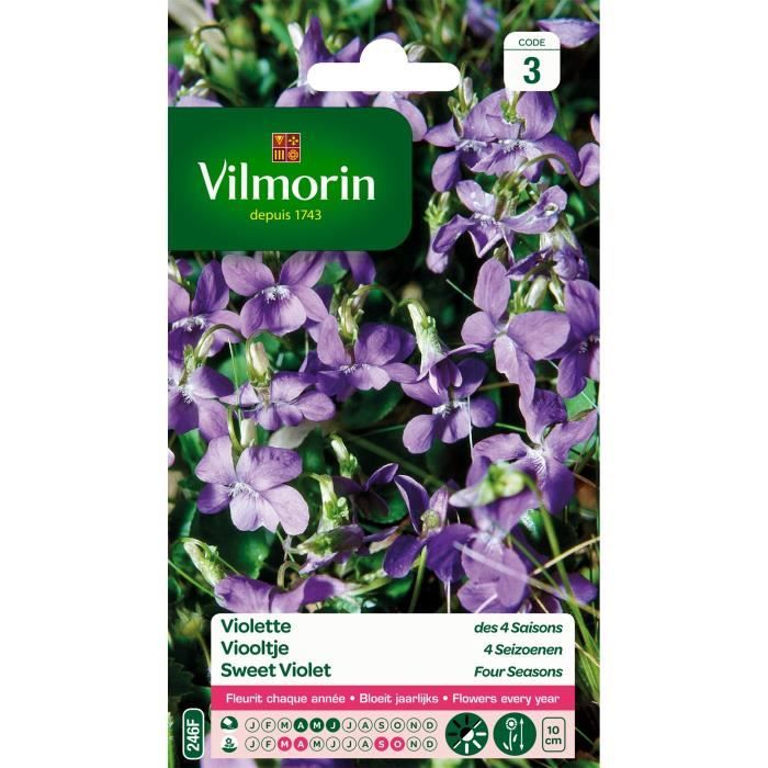 Graine de Violette des 4 saisons odorante - VILMORIN - Plante fleurie - Massif - Fleurit chaque année